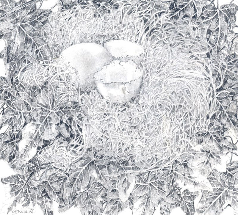 Birds Nest 21 x 19.5cms, Lynda Bird Clark