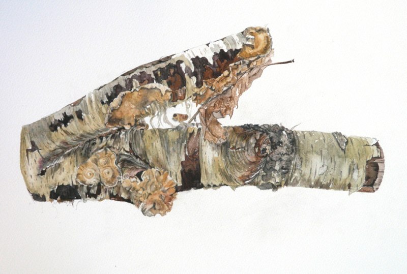 Silver Birch Log, Lynda Bird Clark