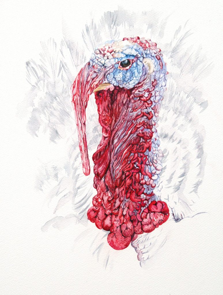 Turkey Twizzler, Lynda Clark, Artist